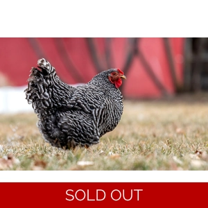 Barred Rock - Hen