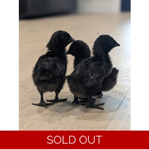 Unsexed Ayam Cemani Unsexed Ayam Cemani