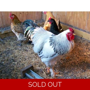 Light Brahma - Rooster