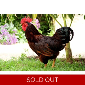 Rhode Island Red - Rooster