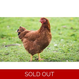 Rhode Island Red - Hen