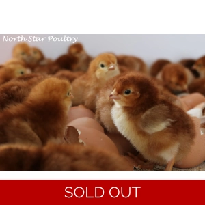 Unsexed Rhode Island Red