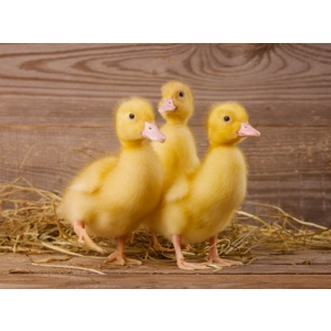 Unsexed Peking Duckling