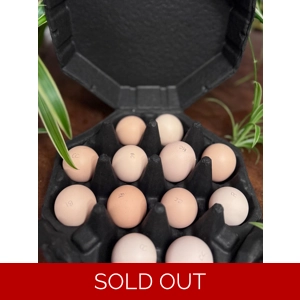 Splash Blue Cochin Bantam Hatching Eggs