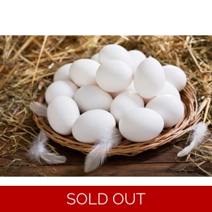 White Leghorn Hatching Eggs