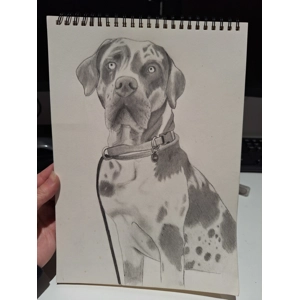 Great dane