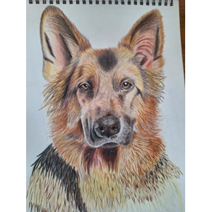 German shepherd