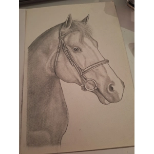 Handsome Horse