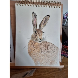 Handsome hare