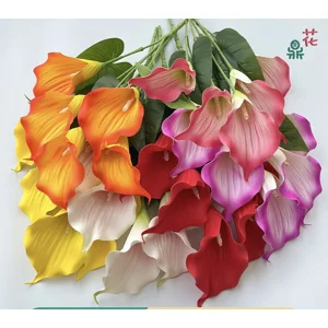 Calla Lily