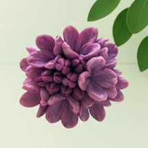 Grand Lilac Bloom – Deep Sil..