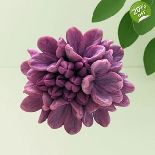 Grand Lilac Bloom – Dee..
