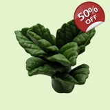 Peppermint Leaf Silicone Mold Peppermint Leaf Silicone Mold