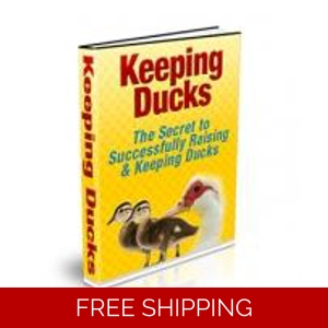 KEEPING DUCKS EBOOK