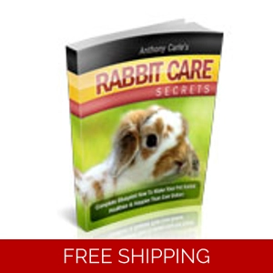RABBIT CARE