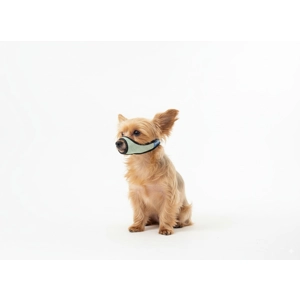tinyRex