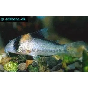 Corydoras / adolfoi Adolfo's Cory