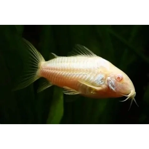 Albino Corydoras