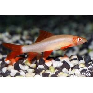 Albino rainbow shark