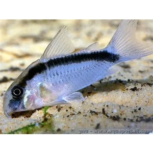 Corydoras / arcuatus (skunk)