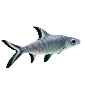 Silver Shark, Bala Shark