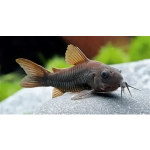 Black Corydoras