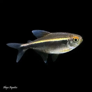 Black Neon Tetra Black Neon Tetra