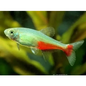 Aphyocharax / rathbuni Rathbun's Bloodfin