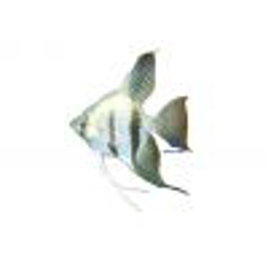 Pterophyllum scalare / blue diamond