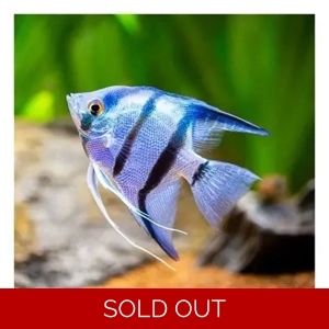 Pterophyllum scalare / blue diamond