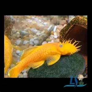 Ancistrus / L144 blue eye