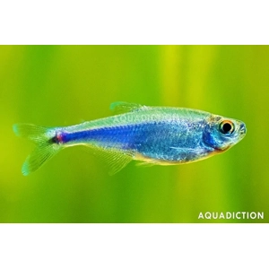 Boehlkea / fredcochui Cochus blue tetra