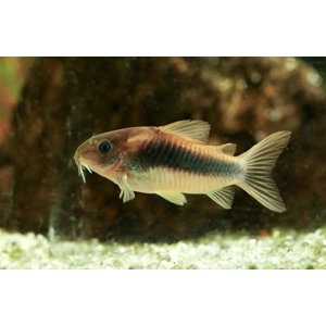 Bronze Corydoras