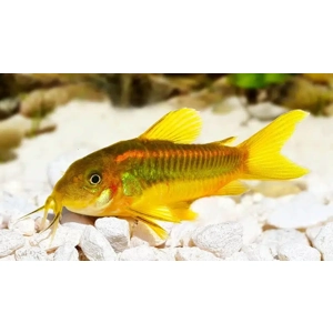 bronze gold stripe corydoa