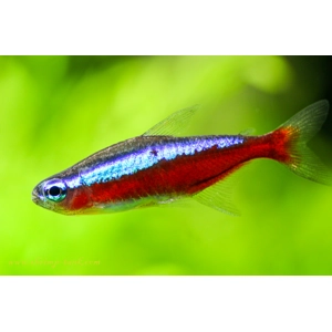 cardinal tetra