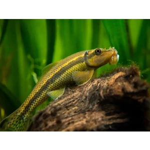 Chinese algae eater