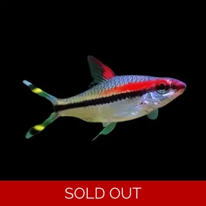 Puntius / denisonii (denison barb)