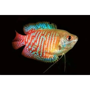 Dwarf Gourami