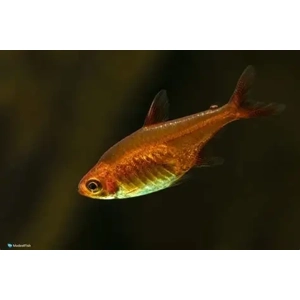 Ember tetra
