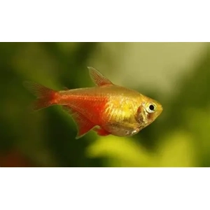 Flame Tetra Flame Tetra