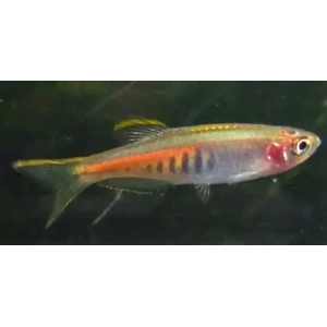 Glowlight Danio