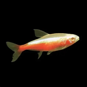 Cheirodon / axelrodi gold (gold cardinal) Cheirodon / axelrodi gold (gold cardinal)