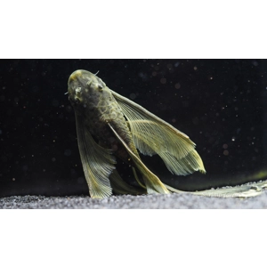 Ancistrus / green dragon long fin