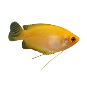 Honey Dwarf Gourami