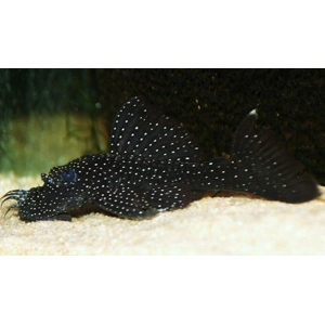 Ancistrus / L213 silver spoted bristlenose