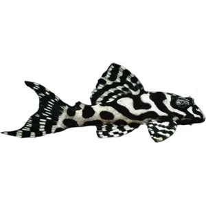 L236 Hypancistrus / basic (high white)