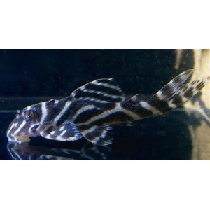L333 Hypancistrus / sp. cb porto de mos (king tiger)