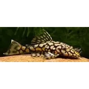 L519 Ancistrus / Rio Itenez (honeycomb bristlenose)
