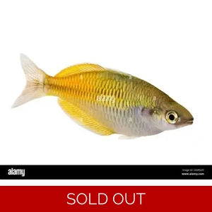 Lake Tebera Rainbowfish