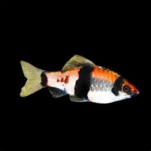 Haludaria / fasciata (melon barb)
